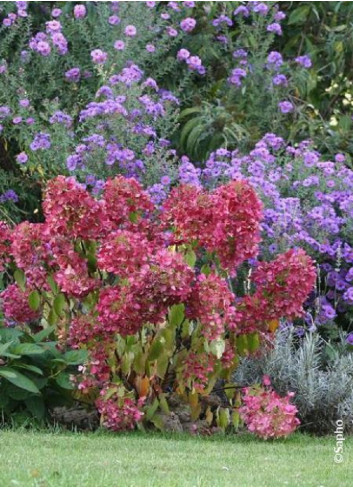 HYDRANGEA paniculata DIAMANT ROUGE