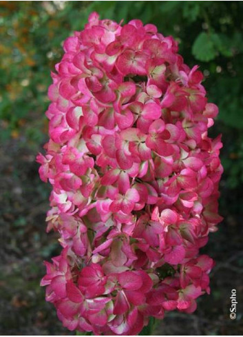 HYDRANGEA paniculata DIAMANT ROUGE