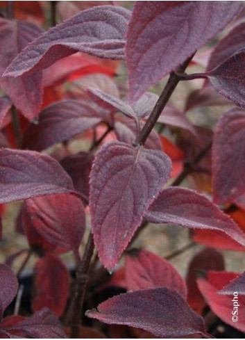 HYDRANGEA paniculata DIAMANT ROUGE