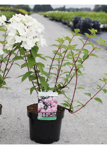 HYDRANGEA paniculata En pot de 3-4 litres