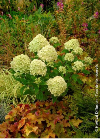 HYDRANGEA paniculata LITTLE LIME