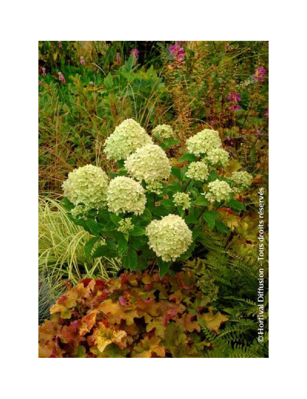 HYDRANGEA paniculata LITTLE LIME