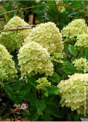 HYDRANGEA paniculata LITTLE LIME