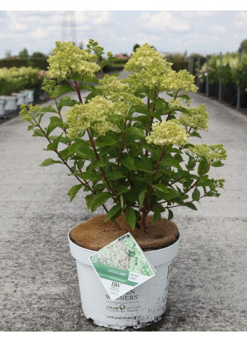 HYDRANGEA paniculata En pot de 10-12 litres