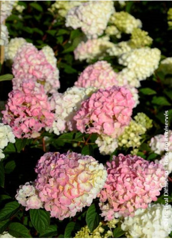 HYDRANGEA paniculata SUNDAE FRAISE