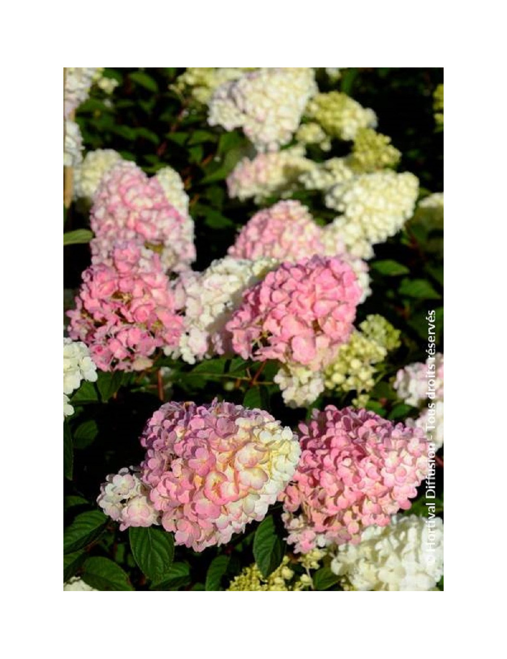 HYDRANGEA paniculata SUNDAE FRAISE