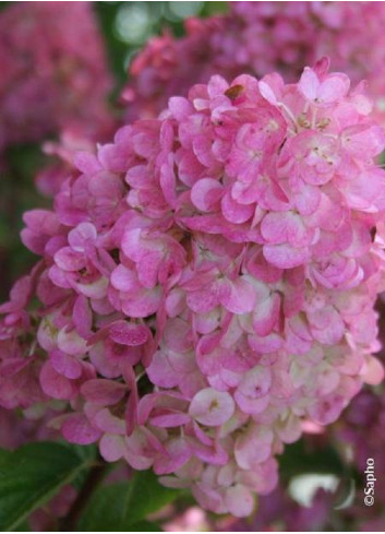 HYDRANGEA paniculata SUNDAE FRAISE