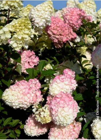 HYDRANGEA paniculata SUNDAE FRAISE