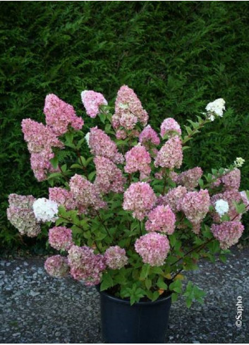 HYDRANGEA paniculata SUNDAE FRAISE