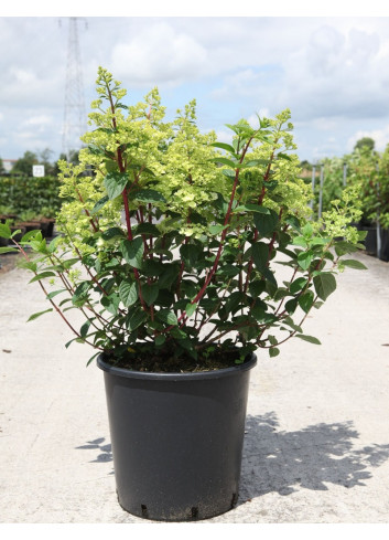 HYDRANGEA paniculata En pot de 30-35 litres