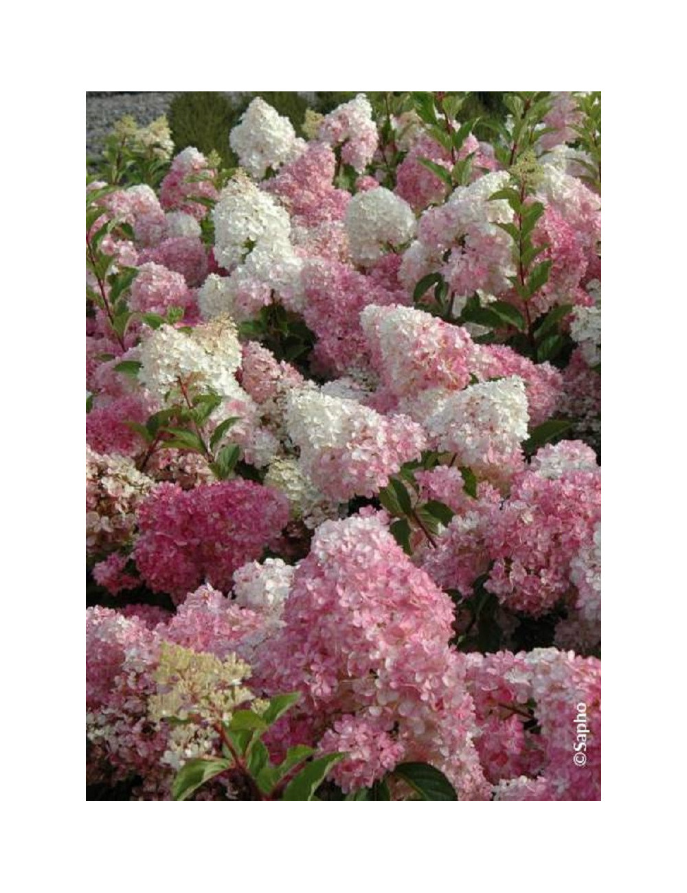 HYDRANGEA paniculata VANILLE FRAISE