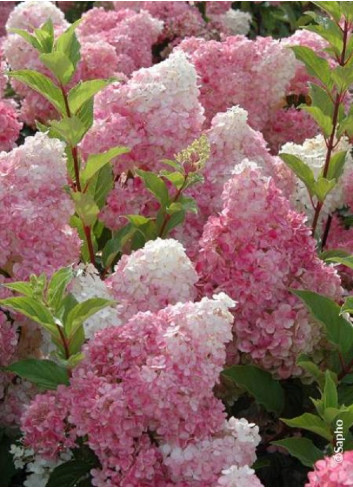 HYDRANGEA paniculata VANILLE FRAISE