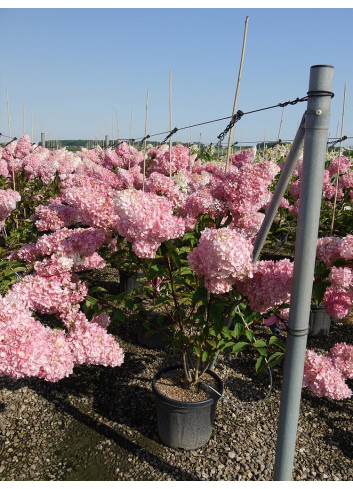 HYDRANGEA paniculata En pot de 15-20 litres