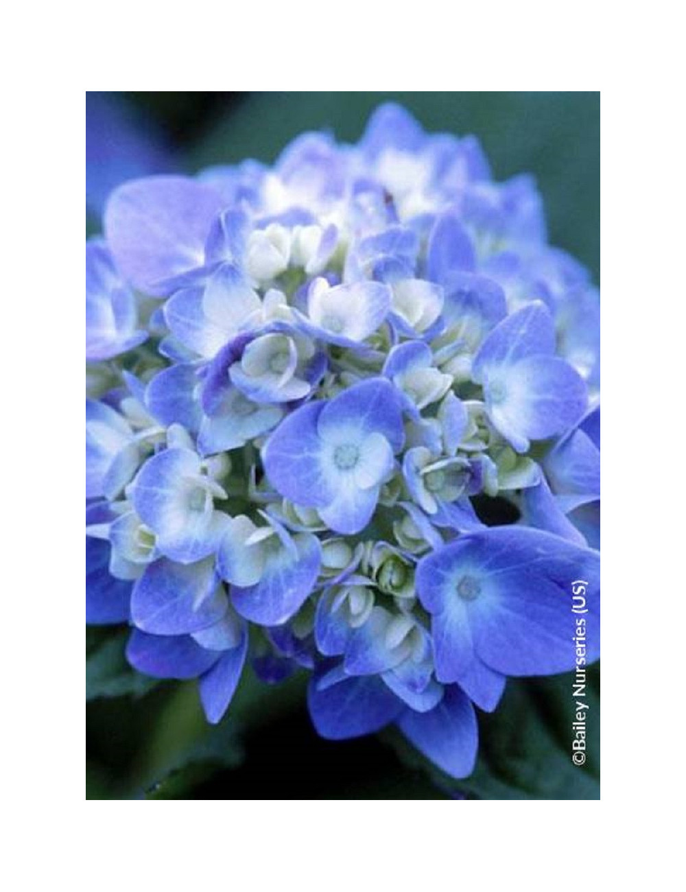 HYDRANGEA ENDLESS SUMMER ORIGINAL BLEU