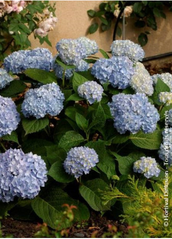 HYDRANGEA ENDLESS SUMMER ORIGINAL BLEU