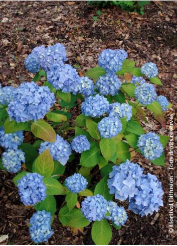 HYDRANGEA ENDLESS SUMMER ORIGINAL BLEU