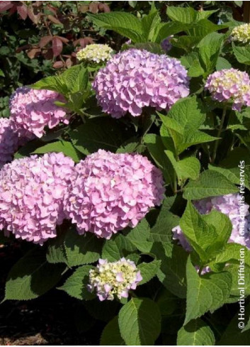 HYDRANGEA ENDLESS SUMMER ORIGINAL ROSE