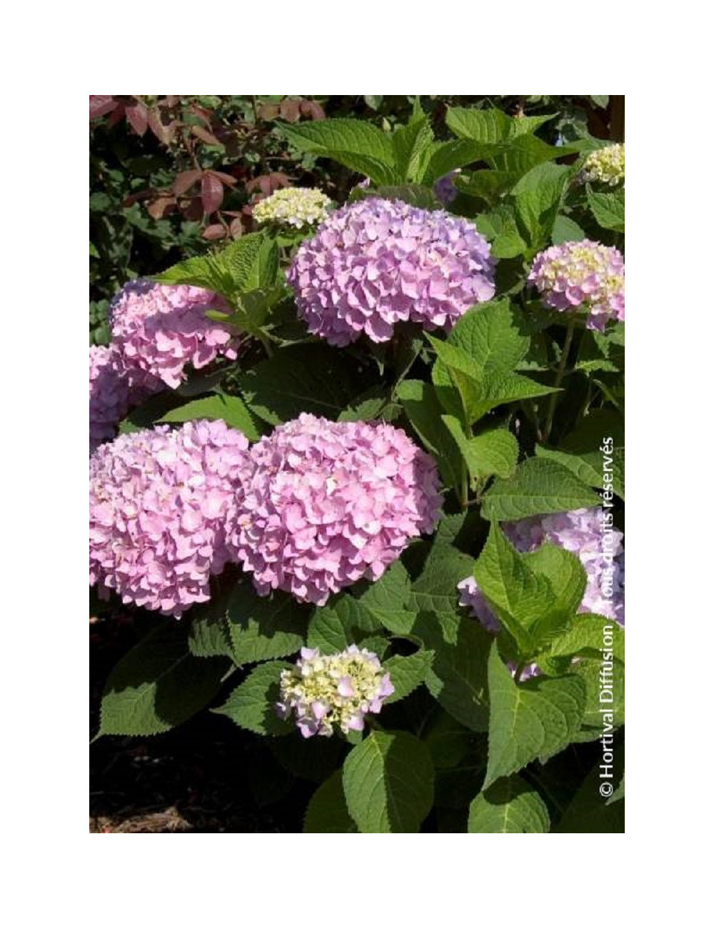 HYDRANGEA ENDLESS SUMMER ORIGINAL ROSE