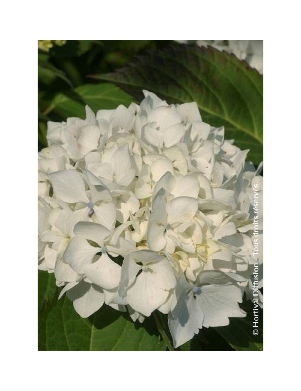 HYDRANGEA IMMACULATA