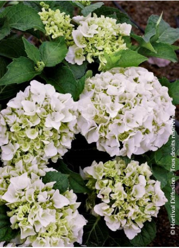 HYDRANGEA IMMACULATA