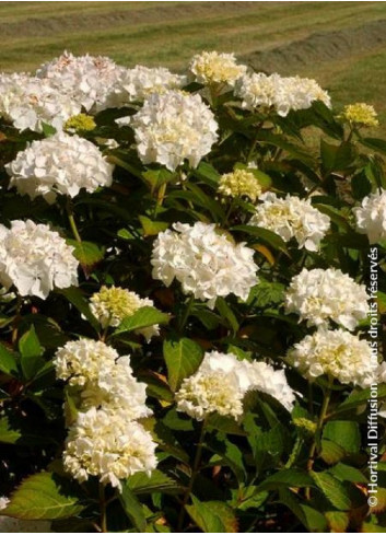 HYDRANGEA IMMACULATA