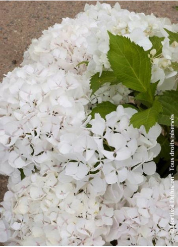 HYDRANGEA SŒUR THÉRÈSE