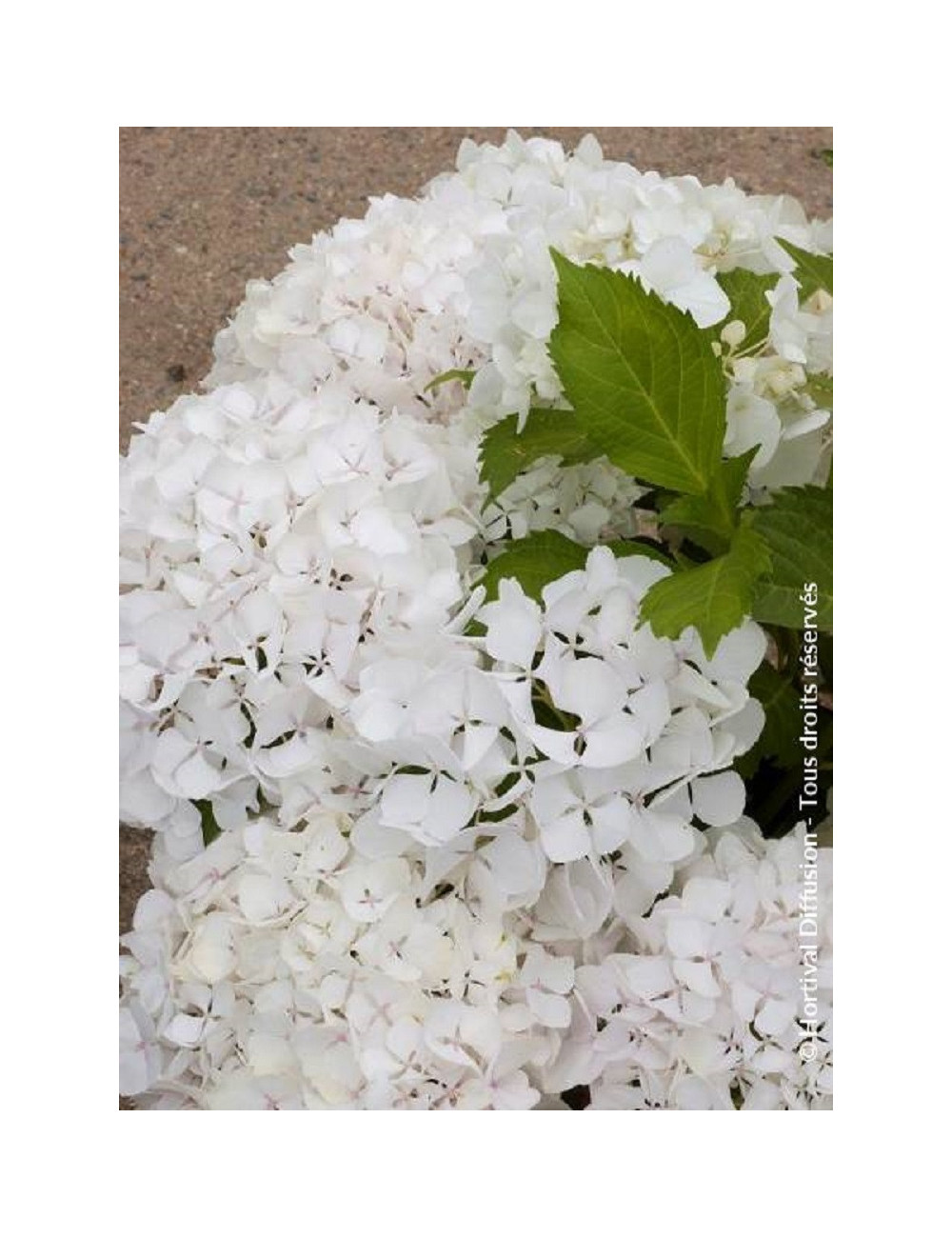 HYDRANGEA SŒUR THÉRÈSE