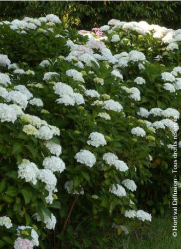 HYDRANGEA SŒUR THÉRÈSE