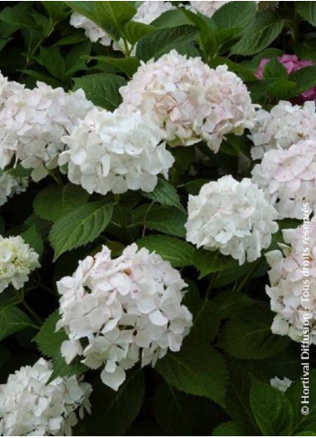 HYDRANGEA SŒUR THÉRÈSE