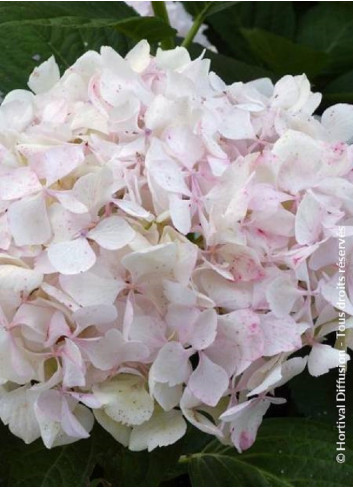 HYDRANGEA SŒUR THÉRÈSE