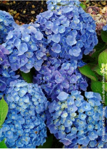 HYDRANGEA BODENSEE