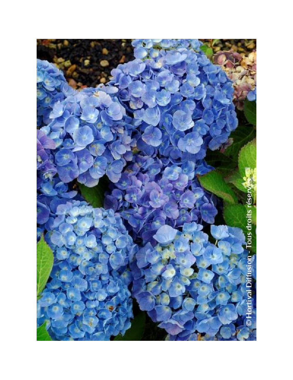 HYDRANGEA BODENSEE