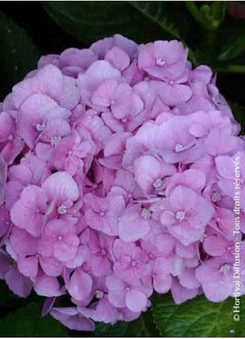 HYDRANGEA BODENSEE