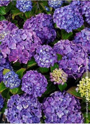 HYDRANGEA MATHILDA GUTGES