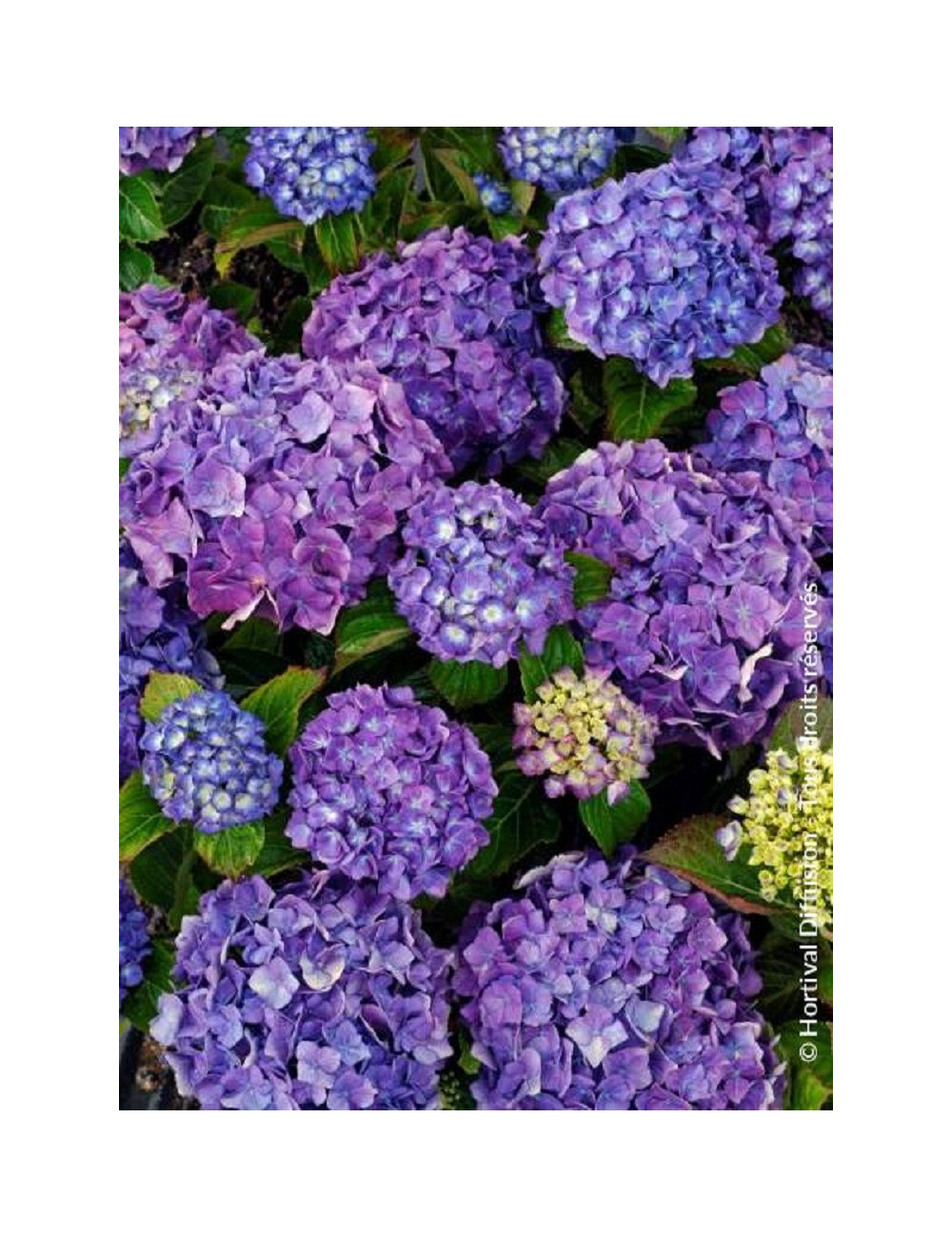 HYDRANGEA MATHILDA GUTGES