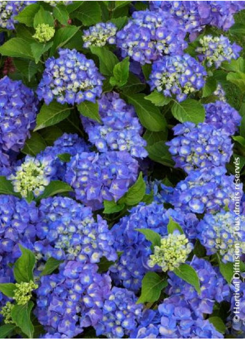 HYDRANGEA RENATE STEINIGER