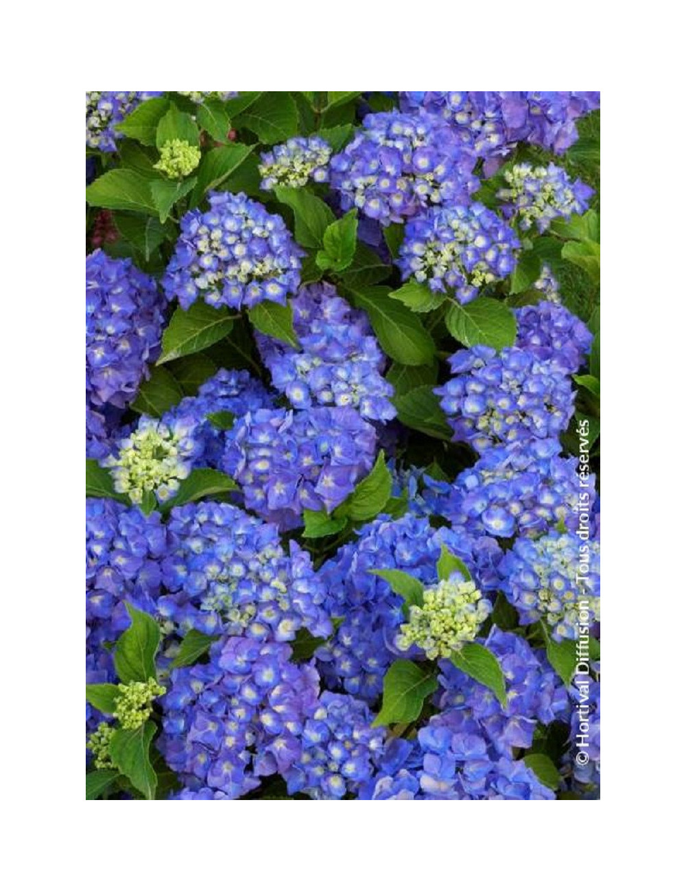 HYDRANGEA RENATE STEINIGER