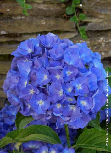 HYDRANGEA RENATE STEINIGER