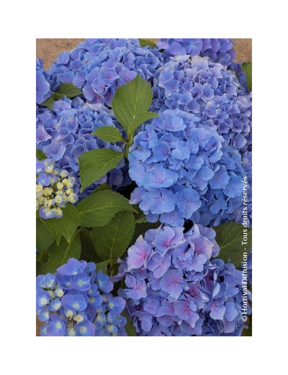 HYDRANGEA BENELUX BLEU