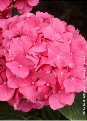 HYDRANGEA ROSITA