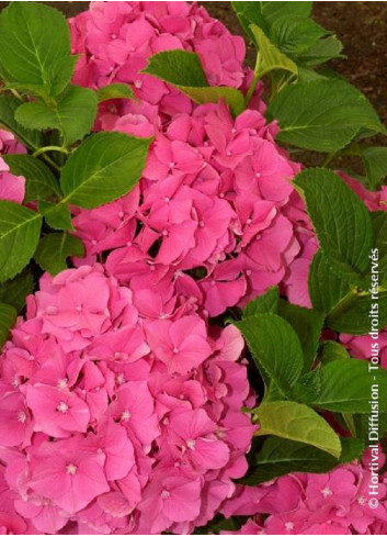 HYDRANGEA ROSITA