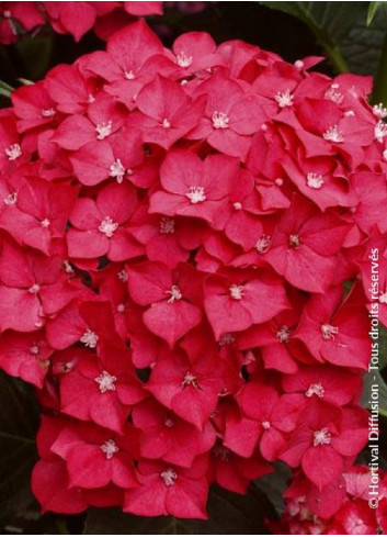 HYDRANGEA LEUCHTFEUER