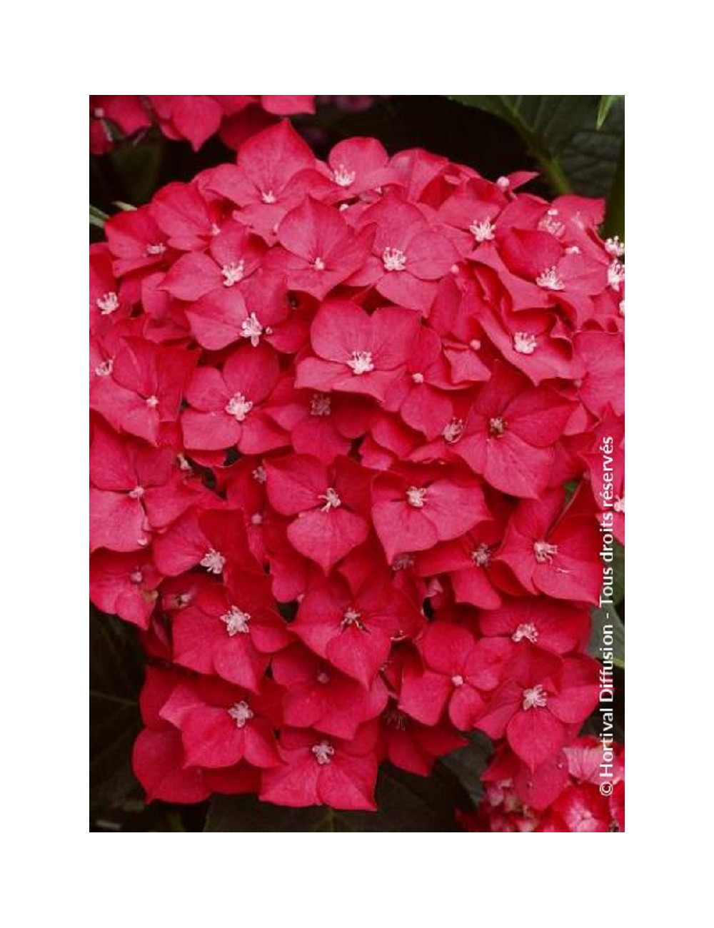 HYDRANGEA LEUCHTFEUER