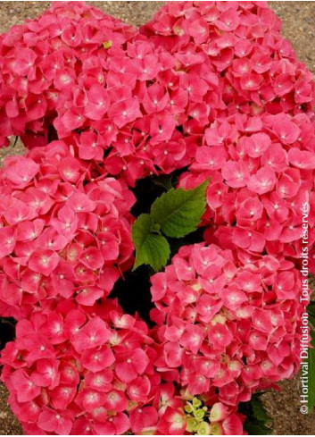 HYDRANGEA LEUCHTFEUER