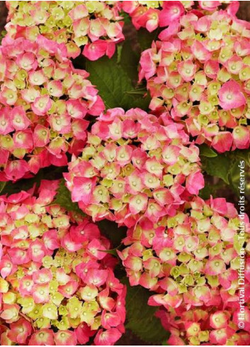 HYDRANGEA LEUCHTFEUER