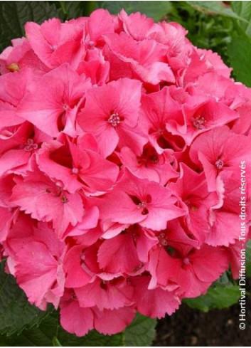 HYDRANGEA SYBILLA