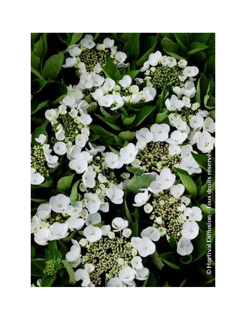 HYDRANGEA TELLER WEISS