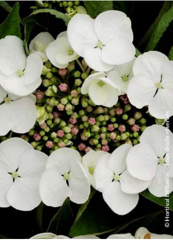 HYDRANGEA TELLER WEISS