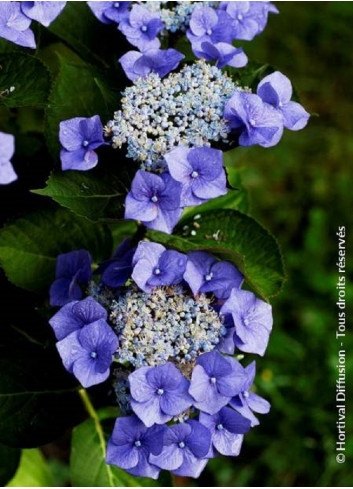 HYDRANGEA TELLER BLAUMEISE