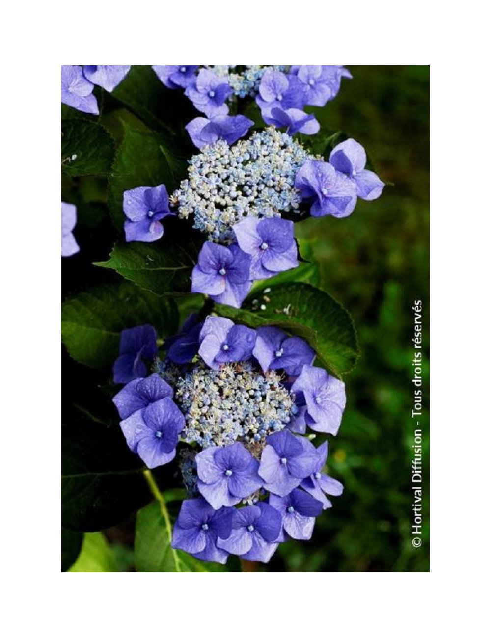 HYDRANGEA TELLER BLAUMEISE